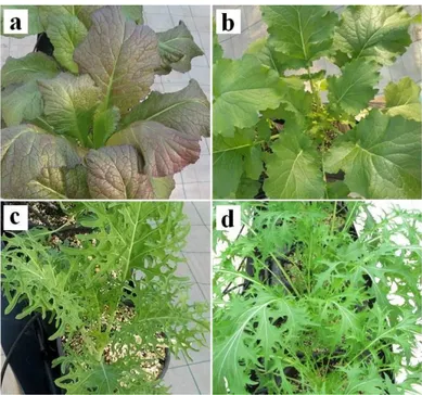 Figure 2. Plants of the four genotypes at the first harvest after 21 days of iodine biofortification