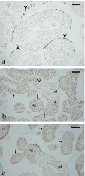 Figure 10. Micrographs from Arca noae testis/digestive gland sections immunostained with antibodies against the stemness marker Pou5f1 and with proliferating cell nuclear antigen (PCNA)