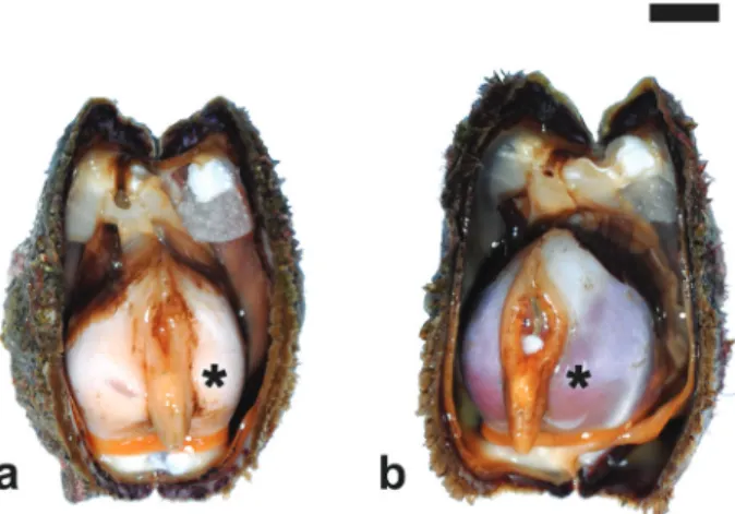Figure 2. Fully ripe specimens of Arca noae collected in late July from the Bizerte Lagoon