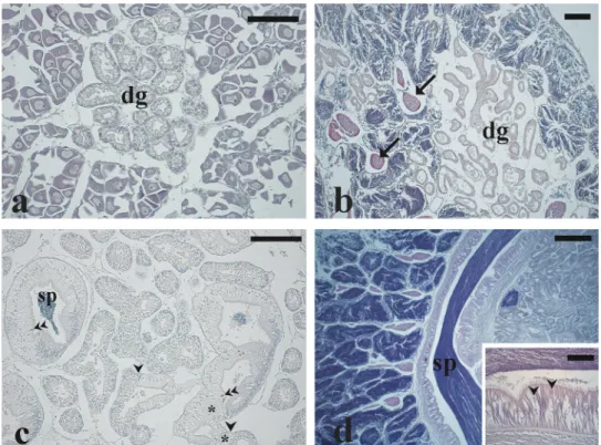 Figure 3. Microphotographs of Arca noae visceral mass sections showing gonad tissue associated and mixed with digestive gland and with muscle ﬁbers