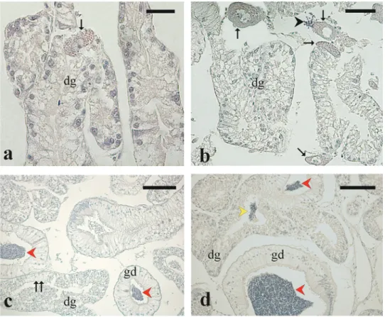 Figure 9. Micrographs from Arca noae gonad/digestive gland sections. (a) and (b) show the development of the digestive gland concomitant with the degeneration of the gonad in a female and a hermaphrodite specimen, respectively