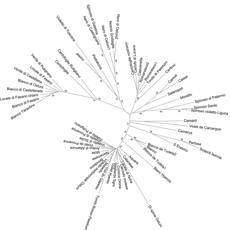 Fig 6. Neighbor-Joining tree obtained from SNP data on the globe artichoke genotypes. Number on tree branches indicate bootstrap values (� 50).