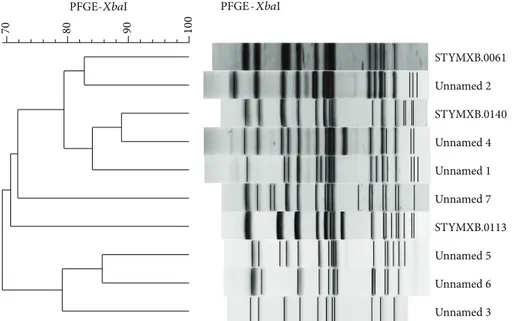 Figure 1: PFGE profiles and cluster analysis of Salmonella enterica serotype typhimurium strains analysed in this study