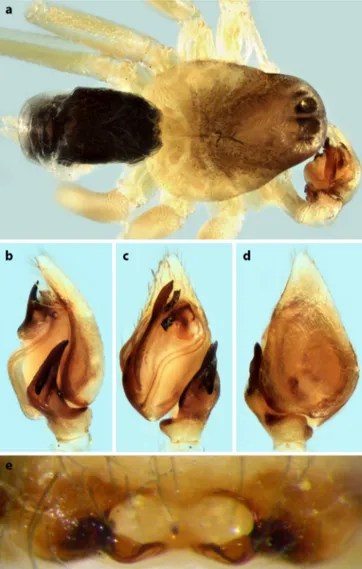 Fig.  5a–e:  Zodarion  valentii  Bosmans,  Loverre  &amp;  Addante  spec.  nov.  a. 