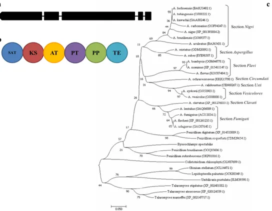 Figure 1. Gene structure (a) and domains structure (b) of alb1(ALB1) in A. carbonarius, and  phylogenetic analysis (c) of ALB1 AT domain in different fungal species
