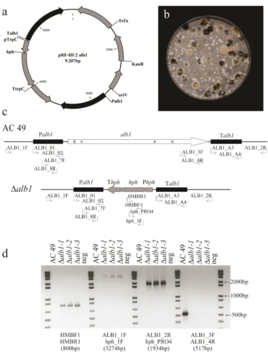 Figure 2. Analysis of Aspergillus carbonarius alb1 transformants. (a) Map of plasmid pRF-HU2_alb1