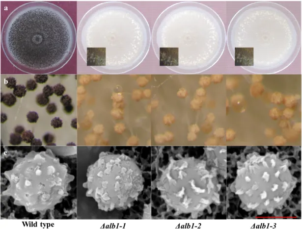 Figure 4. Morphology of 7-day-old colonies grown on PDA of the A. carbonarius Δalb1 mutants and  the WT strain