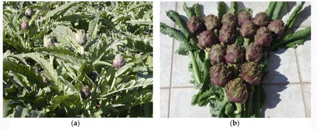 Figure 5. Production of sanitized clones of ecotypes “Locale di Mola” (a) and “Violetto di Putignano”  (b) in a small-scale experimental field for a preliminary evaluation of agronomic traits after sanitation