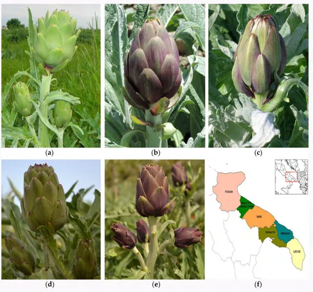 Figure 1. Apulian artichoke ecotypes subjected to sanitation from virus infection by meristem-tip and  thermotherapy  (a)  “Bianco  di  Taranto”;  (b)  “Francesina”;  (c)  “Locale  di  Mola”;  (d)  “Verde  di  Putignano”;  (e)  “Violetto  di  Putignano”;  