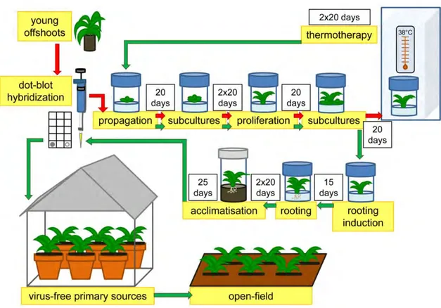 Figure  2.  Schematic  representation  of  sanitation  workflow  to  produce  virus-free  artichoke  plants  using in vitro meristem-tip culture combined with thermotherapy
