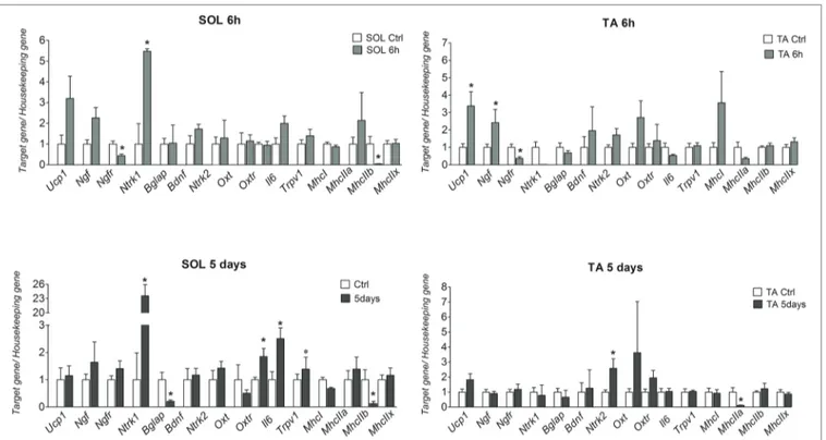 FIGURE 1  |  mRNA levels of Ucp-1, Ngf, Ngfr (p75ntr), Ntrk1, Ntrk2, MhcI/IIa-b-x, Bdnf, Oxt, Oxtr, Bglap (Ost), and Gprc6a genes in SOL and TA muscles in mice 