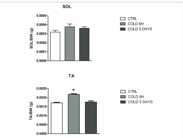 TABLE 1  |  Change of muscle weight of mice following cold stress challenge. Muscles Controls 6 h of cold stress 5 days of cold 