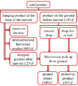 Figure 7. Average percentages referring to crop harvested from the tree, picked-up from the ground,  and  losses  observed
