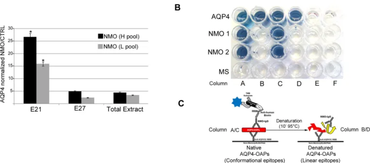 Fig 5. AQP4-IgG specific OAP-ELISA. (A) Analysis of AQP4 IgG binding on E21 (M23 enriched fraction), E27 (M1 enriched fraction) and total extract using a pool of High (H) and of Low (L) titer sera each from five different NMO patients