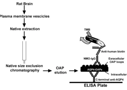 Fig 1. OAP-ELISA development workflow. Plasma membrane proteins were extracted under native conditions from rat brain plasma membrane vescicles and subjected to nSEC to isolate AQP4-OAPs