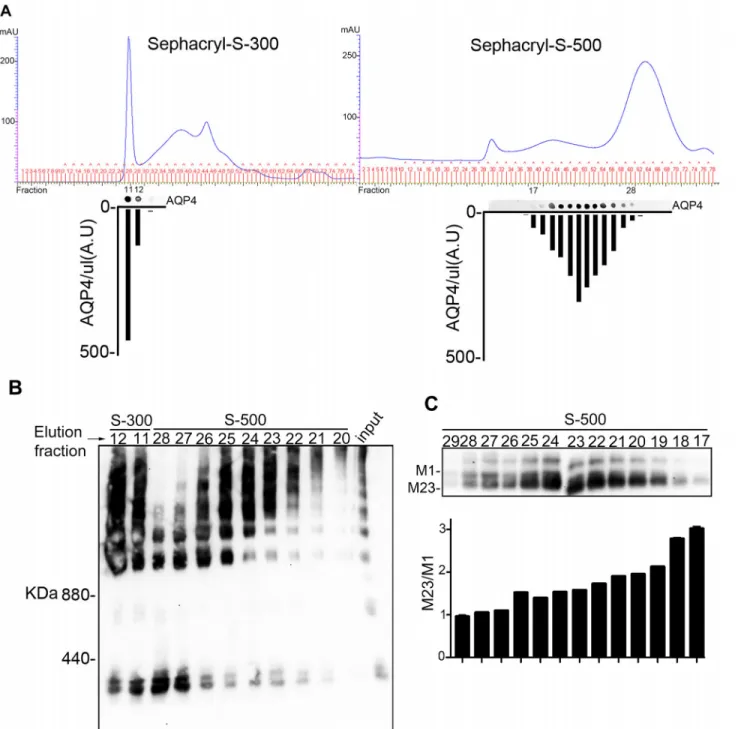 Fig 3. OAPpurification by nSEC. (A) Chromatograms obtained by S-300 (left) and S-500 (right)-based nSEC (columns 16/60)