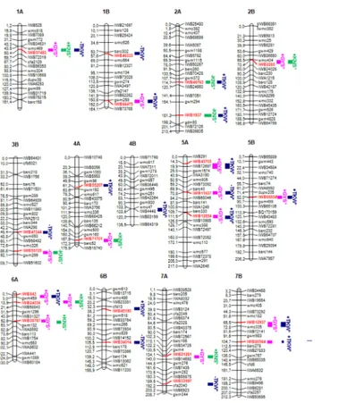 Fig 3. Schematic representation of A and B genome chromosomes of the durum consensus linkage map [ 69 ] with map positions of QTL for grain yield component traits