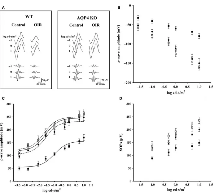 Fig. 5 ERG responses in WT and AQP4 KO mice at PD17. (A) Representative ERG waveforms in both WT and AQP4 KO mice, either controls or OIR, recorded at light intensities of -1, 0 and 1 log cd-s/m2