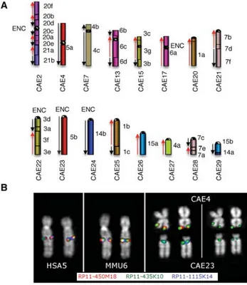 Figure 2. Vervet chromosomes showing synteny breakage with respect to rhesus macaque. (A) On each vervet chromosome, on the right, the  cor-responding human synteny blocks are reported and also colored for ease of interpretation