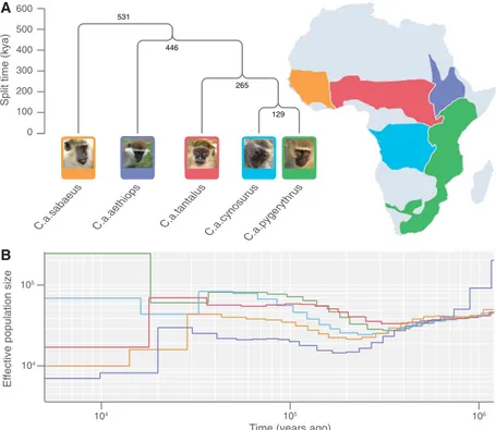 Figure 4. The phylogenetic tree, geographical distribution, and population history of vervet subspe- subspe-cies