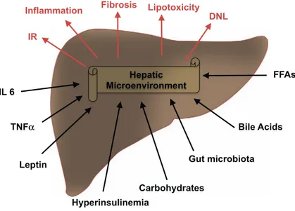 Fig. 2. Crosstalk between risk factors and the hepatic micro- micro-environment. Input factor acting on the hepatic  microenviron-ment (black) include several factors including metabolic (i.e