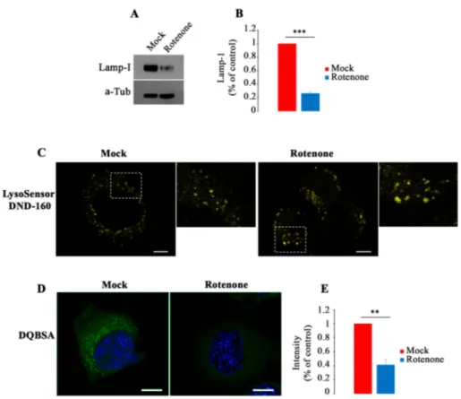 Figure 7. Rotenone induces lysosomal dysfunction in NCS34 cells. (A,B) Abundance of Lamp-I was evaluated by Western blot analysis and quantified by densitometric analysis normalizing against α-tubulin