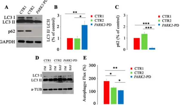 Figure 3. Alterations of autophagy in PARK2-PD cells. (A–C) Expression of LC3I, LC3II and p62 was evaluated through western blotting analysis