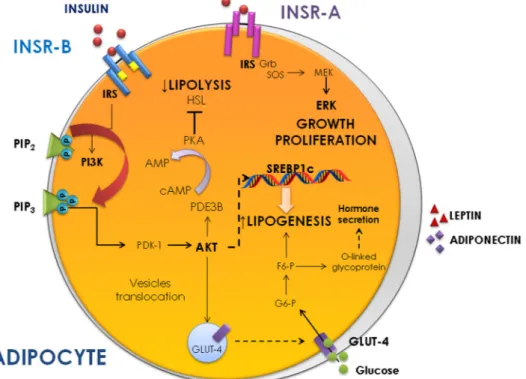 Figure 1. Insulin action in adipocytes. AMP, adenosine monophosphate; cAMP, cyclic adenosine  monophosphate; AKT, protein kinase B; F6-P, fructose 6-phosphate; GLUT4, glucose transporter 4;  G6-P, glucose 6-phosphate; Grb, growth factor receptor-bound prot