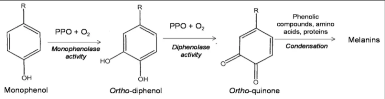 Figure 1. Simplified schematization of browning process. PPO, polyphenol oxidases. 