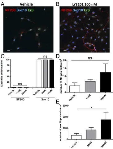 Fig. 2. Erβ activation increases proliferation of enteric glial cells in primary culture of murine myenteric ganglia