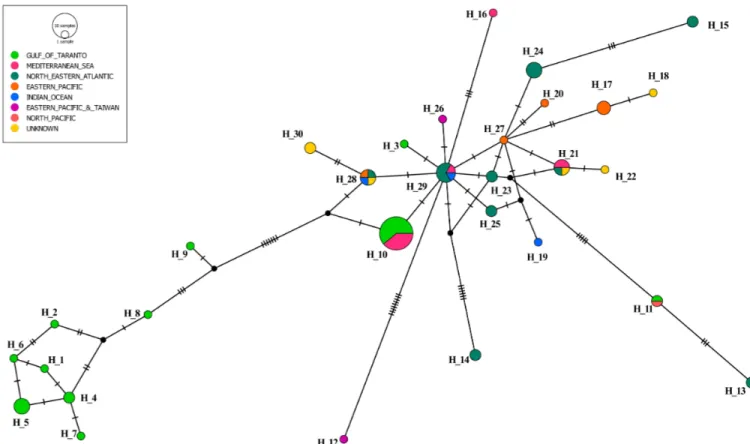 Fig 2. Median-joining network of cytochrome b haplotypes from S. coeruleoalba. Circle size is proportional to the number of individuals exhibiting that
