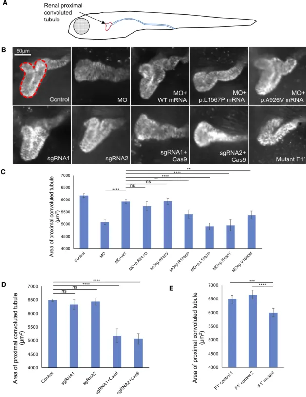 Figure 3. Suppression or Mutation of greb1l in Zebrafish Results in Renal Hypoplasia