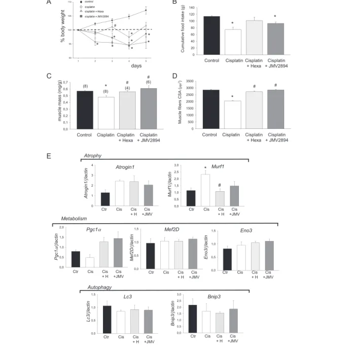 Figure 2 Effects of GHS on cisplatin-induced changes in body weight, food intake and muscle atrophy indexes
