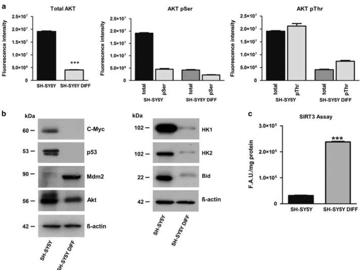 Figure 4 Akt, p53 and cMyc expression in differentiated SH-SY5Y cells. (a) Total Akt expression (tot-Akt) and Akt phosphorylated at Ser473 and in Thr308 detected by luminescence assay (***P o0.001)