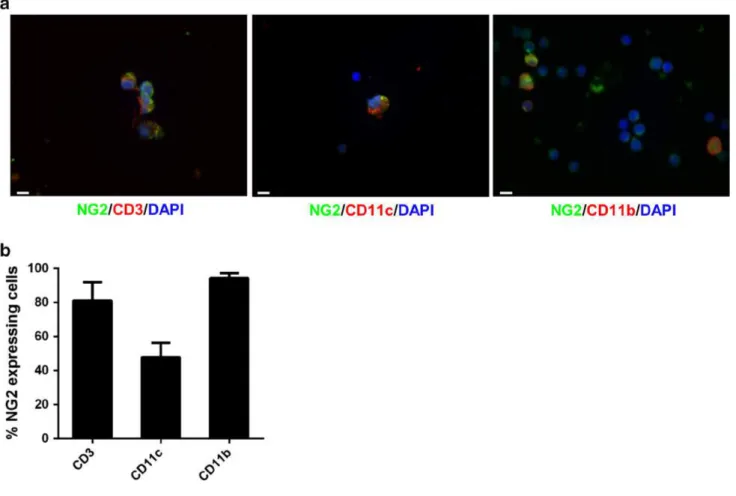 Fig. 4   NG2 is expressed by immune cells. a Confocal microscopy 