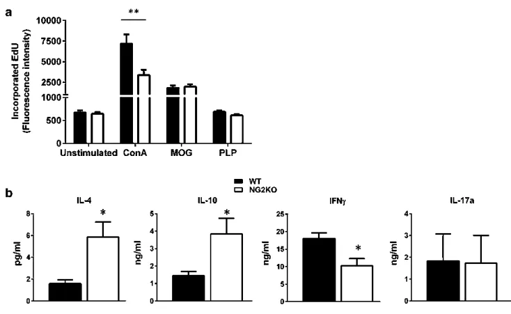 Fig. 5   Lack of NG2 on T cells does not affect their antigen-specific 