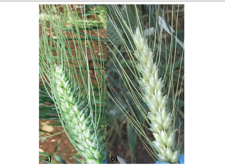 FIGURE 1 | Spike morphology of FHB-susceptible durum wheat cv. Saragolla (a) and FHB-resistant hexaploid wheat line 02-5B-318 (b).