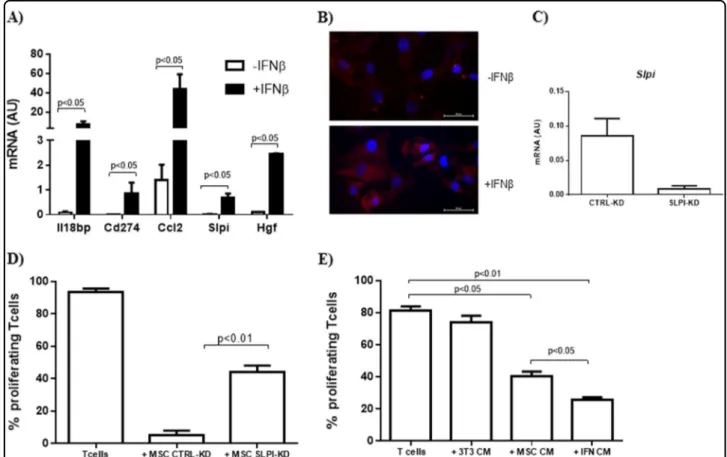 Fig. 1 IFN β induced the expression of soluble mediators and promoted MSC immunomodulatory function