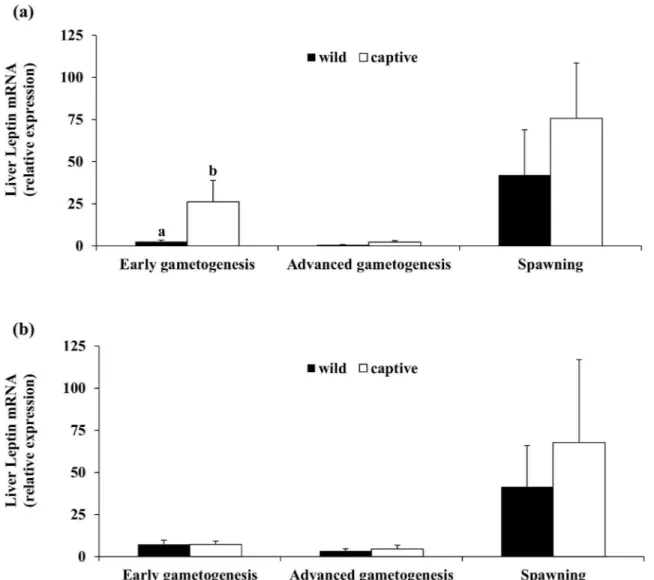 Fig 7. Mean ( ± SE) transcription levels of liver leptin in three phases of the reproductive season of wild and captive- captive-reared greater amberjack