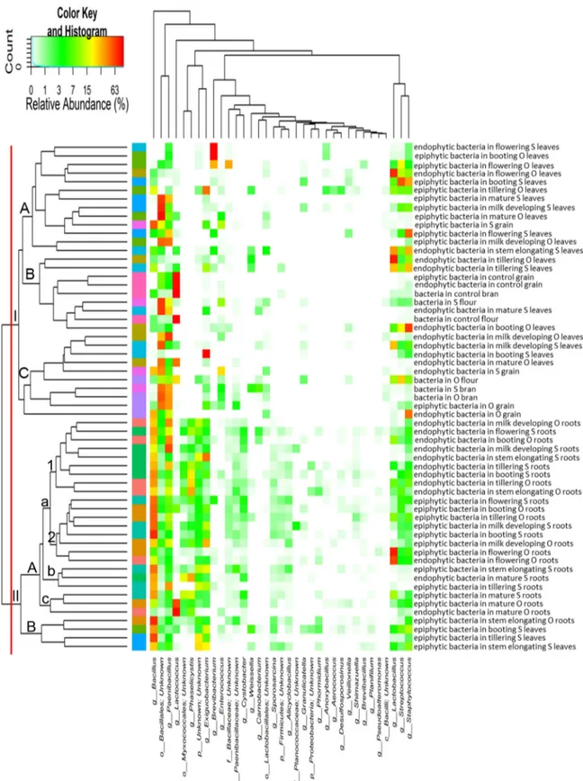 FIG 2 Heat map summarizing the relative abundances of the 35 most dominant genera in DNA samples directly extracted from epiphytic and endophytic