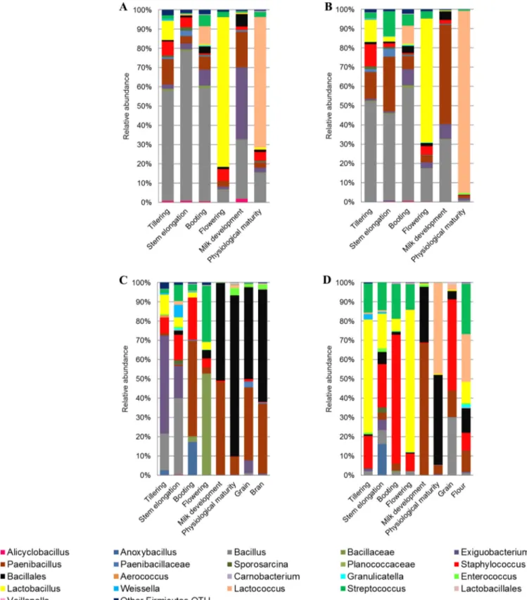 FIG 3 Relative abundance of epiphytic (A and C) and endophytic (B and D) Firmicutes genera found in hypogeous organs (roots) (A and B), epigeous organs