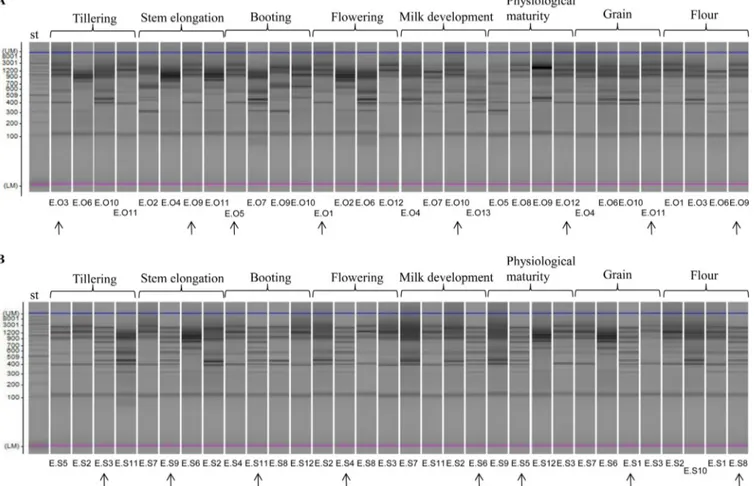 FIG 7 Representative randomly amplified polymorphic DNA-PCR (RAPD-PCR) profiles of Lactobacillus plantarum isolated at the endophytic level from leaves
