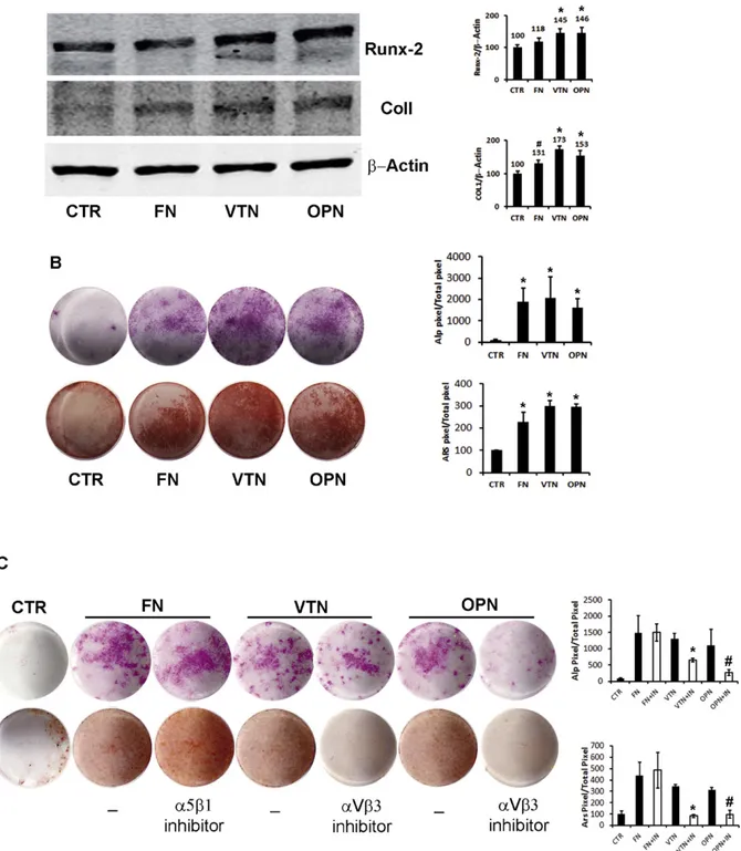 Fig. 4. Integrin interaction with ECM proteins enhances osteogenic differentiation and mineralization of DBSCs; (A) immunoblots show the expression of two early markers of osteogenic differentiation, Runx-2 and Collagen I (Col I), in DBSCs seeded and diffe