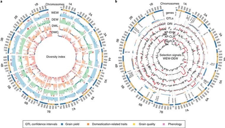 Fig. 5 | Genome-wide analysis of SNP diversity in the Global Tetraploid Wheat Collection and cross-population selection signatures from wild to  domesticated emmer transition (WEW to DEW) on the basis of 17,340 informative SNPs