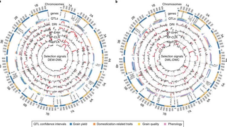 Fig. 6 | Analysis of diversity and selection signatures in tetraploid wheat. Genome-wide cross-population selection signatures in DEW to DWL and 