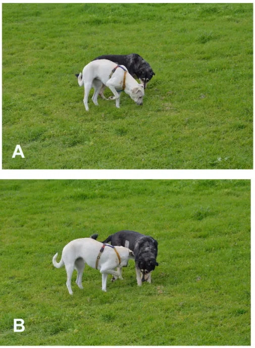 Figure 7. The white female is sniffing urine marking; the black female (with a shaved area on her right side due to an ecographic analysis) uses the urine marking as a resource to make clear a conflict with the white female