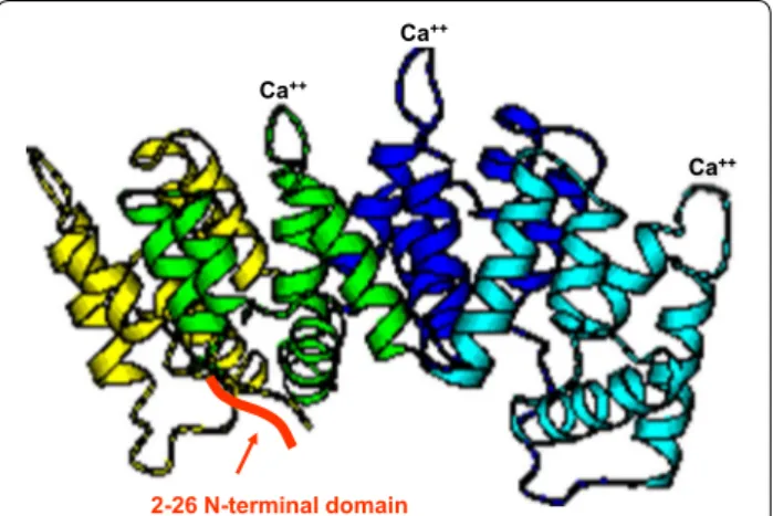 Fig. 2  Crystal structure of ANXA1, showing four core Ca 2+ -binding  domains, and the N-terminal sequence conferring specificity  (2–26 N-terminal domain)