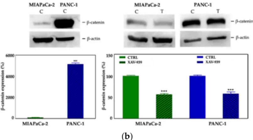 Figure 7. (a) Evaluation of β-catenin expression in PDAC cells treated with XAV-939 (10 µM) for 48 h  by quantitative PCR (qPCR), * p-value &lt; 0.05