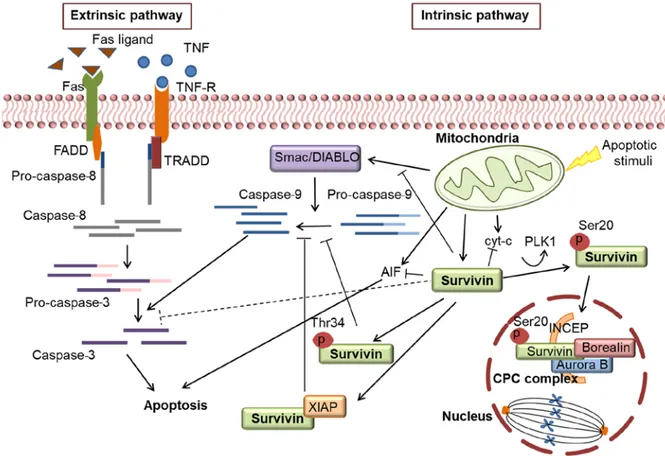 Figure 1. Schematic illustration of survivin involvement in apoptotic and mitotic processes