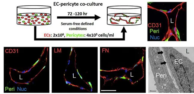 Fig. 7    Serum-free defined model of human endothelial cell-pericyte  tube co-assembly in 3D collagen matrices